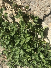 Parietaria judaica
