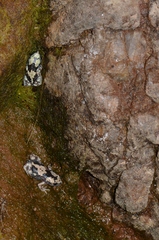 Phrynomantis annectens
