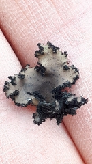 Umbilicaria polyrrhiza