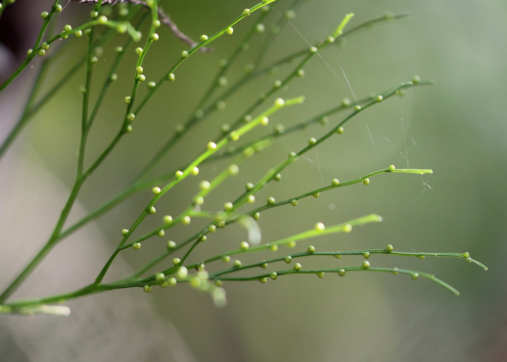 Adder's-tongues, Fork Ferns, and Allies