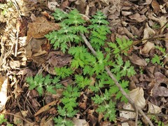 Hydrophyllum brownei