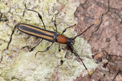 Cleomenes dihammaphoroides