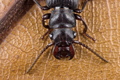 Pseudozaena orientalis