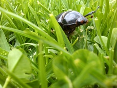 Ancognatha scarabaeoides