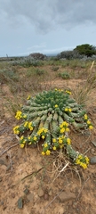 Euphorbia inermis