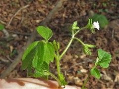Phacelia ranunculacea