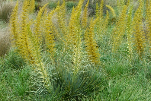 Aciphylla scott-thomsonii (Aciphylla scott-thomsonii)