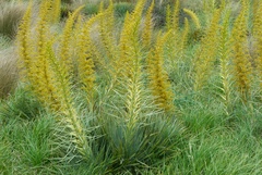 Aciphylla scott-thomsonii
