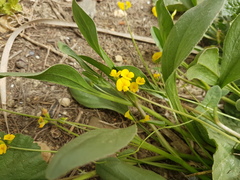 Scorpiurus muricatus