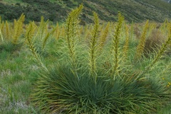 Aciphylla scott-thomsonii