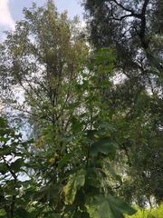 Kearnemalvastrum lacteum