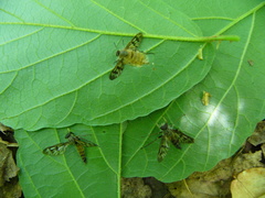 Furia ithacensis