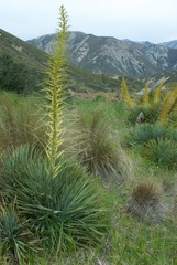Aciphylla scott-thomsonii