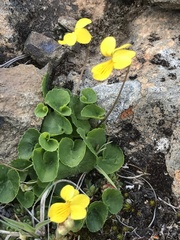 Viola biflora biflora