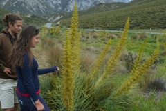 Aciphylla scott-thomsonii