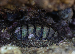 Chitoninae