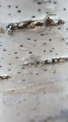 Arthopyrenia analepta