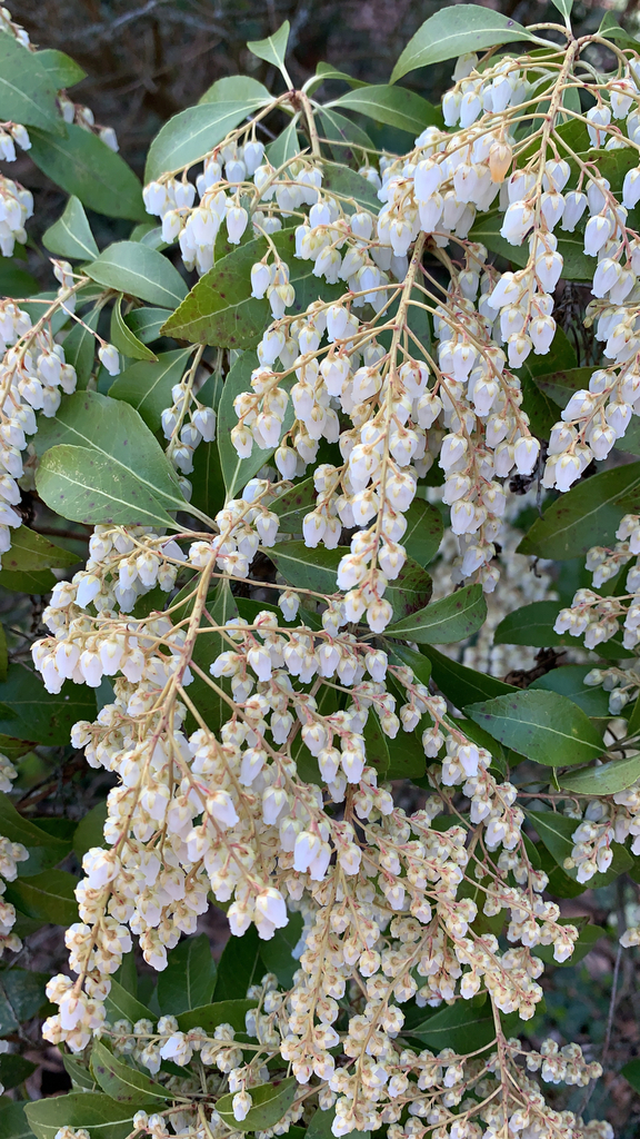Pieris japonica