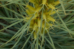 Aciphylla scott-thomsonii