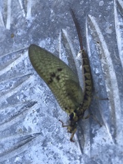 Ephemera vulgata
