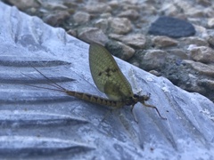 Ephemera vulgata