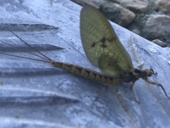 Ephemera vulgata