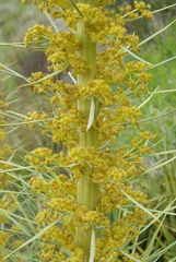 Aciphylla scott-thomsonii