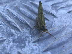 Ephemera vulgata