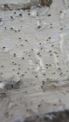 Arthopyrenia analepta