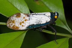 Penthicodes farinosus