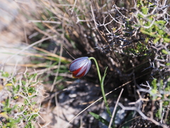 Fritillaria ehrhartii