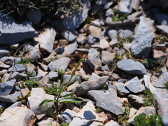 Fritillaria ehrhartii