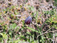 Fritillaria ehrhartii