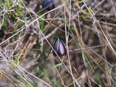 Fritillaria ehrhartii