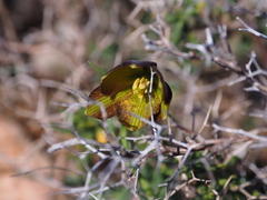 Fritillaria ehrhartii