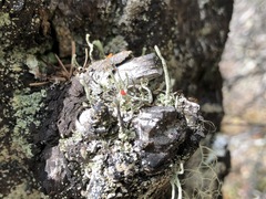 Cladonia transcendens