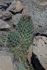 Coryphantha octacantha