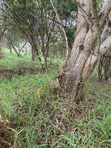 Alyxia stellata observed 2021-03-05