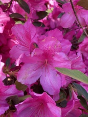 Rhododendron