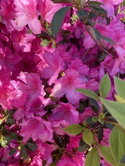 Rhododendron