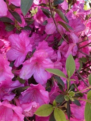 Rhododendron