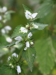 Lamium moschatum