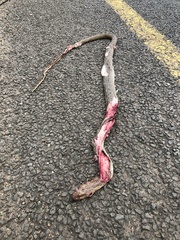 Psammophis mossambicus