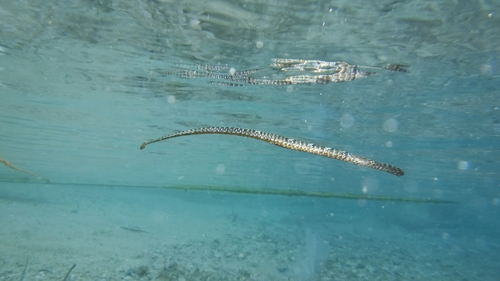 Broadnosed Pipefish, Sithonia 630 78, Greece, photo 9 of 10