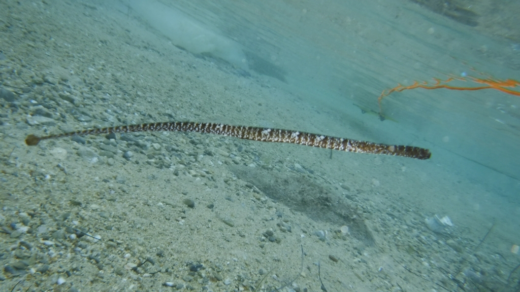 Broadnosed pipefish (Syngnathus typhle) — Syngnathidae