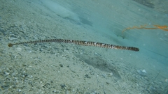 Deep-Snouted Pipefish photo 4