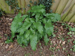 Arum maculatum
