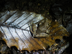 Craugastor rostralis