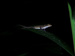 Anolis ocelloscapularis