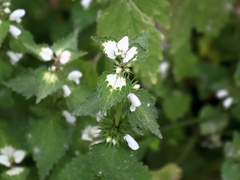 Lamium moschatum